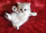 Scottish Straight kittens - Scottish Fold Kitten For Sale - 