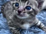 Snow Mink Bengal - Bengal Kitten For Sale - Glen Allen, VA, US