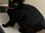 Luna - Domestic Cat For Adoption - Oklahoma City, OK, US