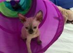 Babies of Boris Chuck Norris and Queen Nefertiti - Sphynx Kitten For Sale - PA, US