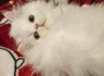Sally - Persian Kitten For Sale - Yonkers, NY, US