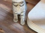 EvEE - Scottish Straight Kitten For Sale - Philadelphia, PA, US