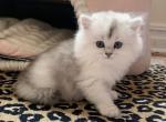 Bri longhair - British Shorthair Kitten For Sale - Brooklyn, NY, US