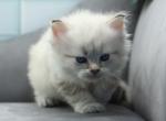 Wizard of RomanovCats - Siberian Kitten For Sale - Ashburn, VA, US