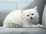 Wish of RomanovCats - Siberian Kitten For Sale - Ashburn, VA, US