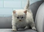 Xuxa of RomanovCats - Siberian Kitten For Sale - Ashburn, VA, US