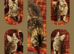 Amalthea - Maine Coon Kitten For Sale - 