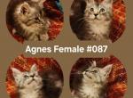 Agnes - Maine Coon Kitten For Sale - 