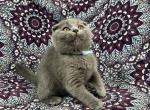 Scottish fold babies - Scottish Fold Kitten For Sale - Sacramento, CA, US