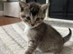 Kittens - American Shorthair Kitten For Sale - East Longmeadow, MA, US