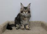 Oliver - Maine Coon Kitten For Sale - NY, US