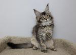 Viking - Maine Coon Kitten For Sale - NY, US