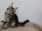 Vivaldi - Maine Coon Kitten For Sale - NY, US