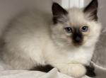 Balinese  Chocolate Female - Balinese Kitten For Sale - West Palm Beach, FL, US