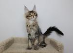 Appolo - Maine Coon Kitten For Sale - NY, US