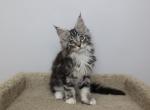 Monarch - Maine Coon Kitten For Sale - NY, US