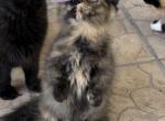 Munchkin Tortie - Munchkin Kitten For Sale - West Palm Beach, FL, US