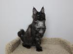 Zodiac - Maine Coon Kitten For Sale - NY, US