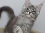 Amur - Maine Coon Kitten For Sale - NY, US