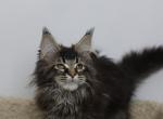 Aristotle - Maine Coon Kitten For Sale - 