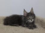 Antoinette - Maine Coon Kitten For Sale - NY, US