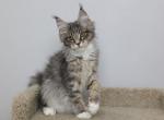 Adeline - Maine Coon Kitten For Sale - NY, US