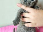Ben - Scottish Straight Kitten For Sale - New York, NY, US