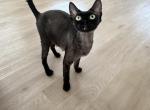 Adoption black female - Devon Rex Kitten For Sale - 