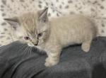 Snow Bengal Kitten - Bengal Kitten For Sale - Atlanta, GA, US