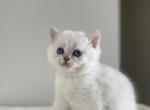 BLUE EYED SEAL POINT SCOTTISH STRAIGHT BOY - Scottish Straight Kitten For Sale - Nixa, MO, US