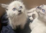 Blue Point Spring Siamese - Siamese Kitten For Sale - Bridgeport, CT, US