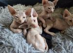 Sphynx - Sphynx Kitten For Sale - Lake Geneva, WI, US