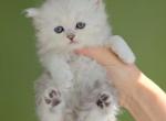 Scottish - Scottish Fold Kitten For Sale - Westminster, MD, US