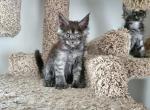 Black Smoke Polydactyl - Maine Coon Kitten For Sale - Fox Crossing, WI, US