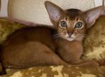 2 red and 2 ruddy boys - Abyssinian Kitten For Sale - 