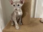 Grey st coat Peterbald - Peterbald Kitten For Sale - Dallas, TX, US