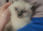 Ragdoll Male - Ragdoll Kitten For Sale - Eau Claire, WI, US