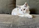 Samson AVAILABLE - Maine Coon Kitten For Sale - Chillicothe, MO, US