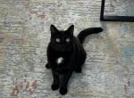 Cosmo - American Shorthair Cat For Adoption - Hamilton Township, NJ, US