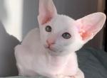 White blue eyes - Peterbald Kitten For Sale - Springfield, MO, US