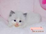 Wow - Ragdoll Kitten For Sale - 