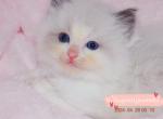 Sasa - Ragdoll Kitten For Sale - 
