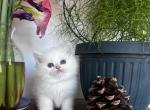 Mini Star - British Shorthair Kitten For Sale - Mesa, AZ, US