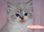 Simba - Ragdoll Kitten For Sale - 
