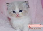 Gelato - Ragdoll Kitten For Sale - Ontario, CA, US