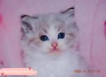 Tirumisu - Ragdoll Kitten For Sale - Ontario, CA, US