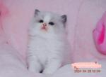 Uni - Ragdoll Kitten For Sale - Ontario, CA, US