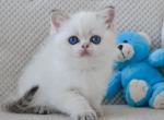 Houston - British Shorthair Kitten For Sale - Hollywood, FL, US