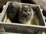 Anakin - Minuet Kitten For Sale - Amelia, OH, US