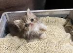 Appa - Minuet Kitten For Sale - Amelia, OH, US